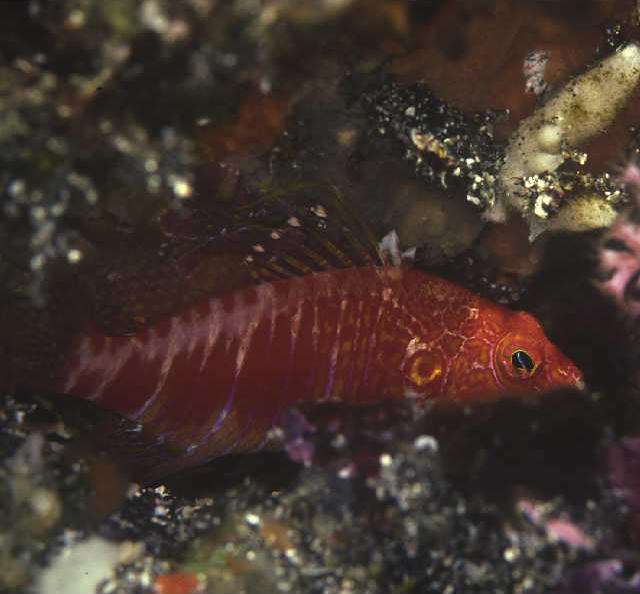 Plectranthias pelicieri